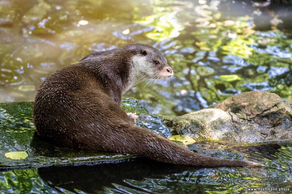 Otter-Zentrum-Hankensbuettel_022