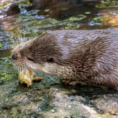 Otter-Zentrum-Hankensbuettel_023