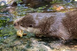 Otter-Zentrum Hankensbüttel 24.07.2019
