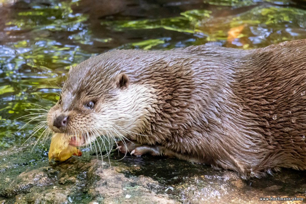 Otter-Zentrum-Hankensbuettel_024