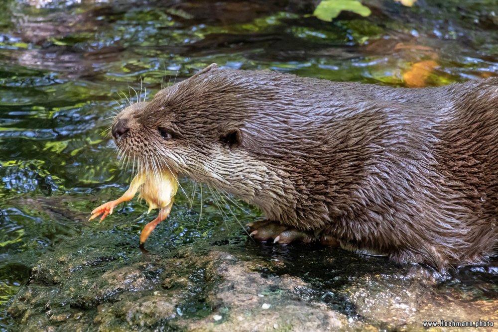 Otter-Zentrum-Hankensbuettel_025