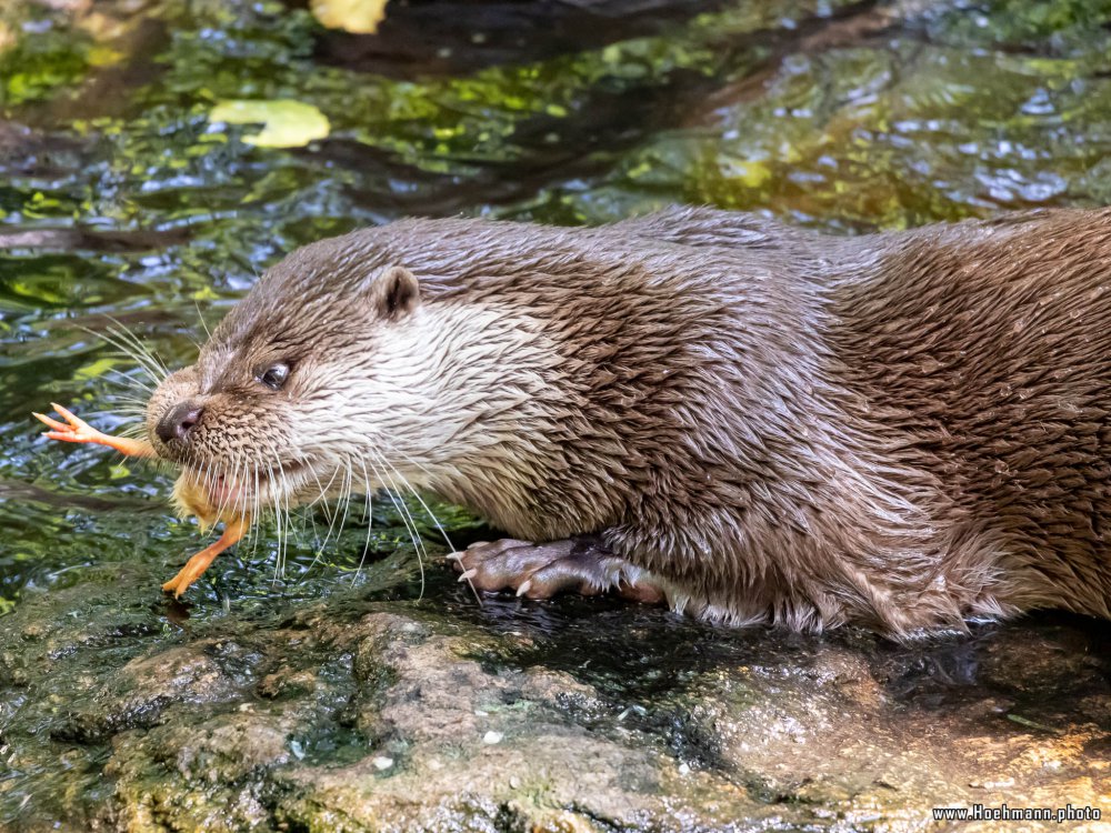 Otter-Zentrum-Hankensbuettel_026