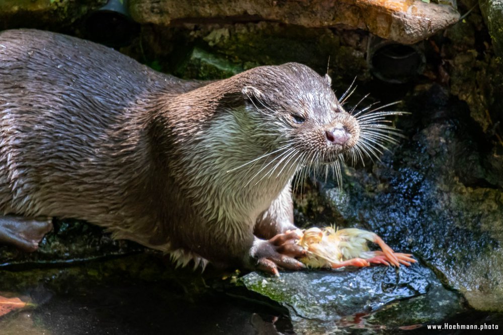 Otter-Zentrum-Hankensbuettel_027