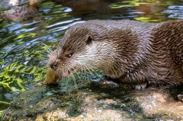 Otter-Zentrum Hankensbüttel 24.07.2019
