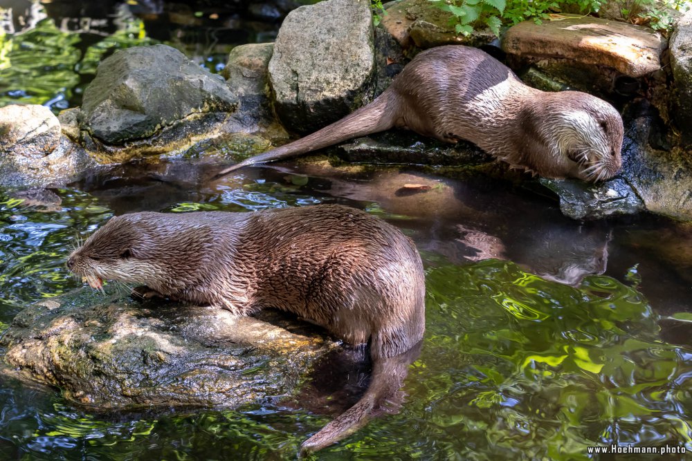 Otter-Zentrum-Hankensbuettel_029