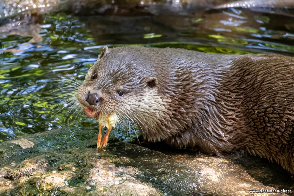 Otter-Zentrum-Hankensbuettel_030