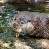 Otter-Zentrum-Hankensbuettel_030