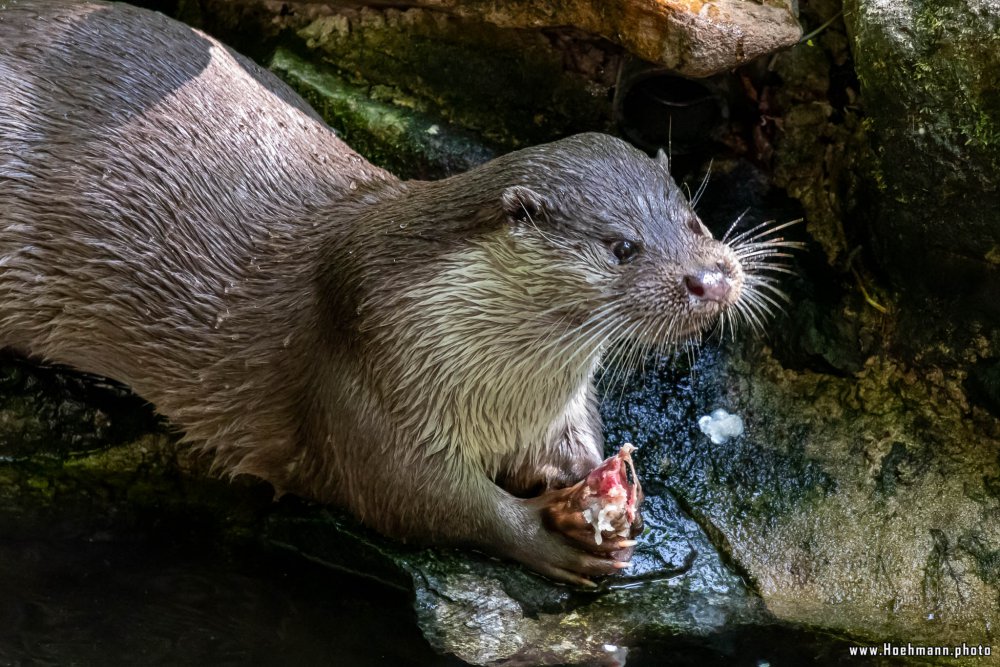 Otter-Zentrum-Hankensbuettel_031