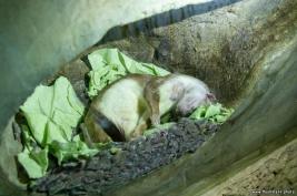 Otter-Zentrum Hankensbüttel 24.07.2019