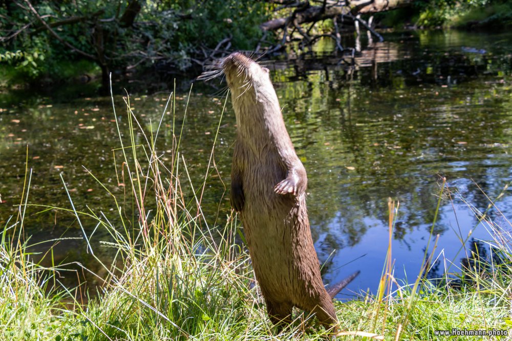 Otter-Zentrum-Hankensbuettel_040