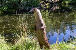 Otter-Zentrum Hankensbüttel 24.07.2019