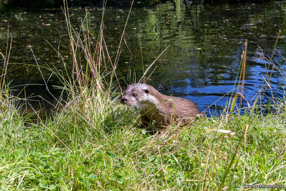 Otter-Zentrum-Hankensbuettel_041