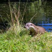 Otter-Zentrum-Hankensbuettel_041