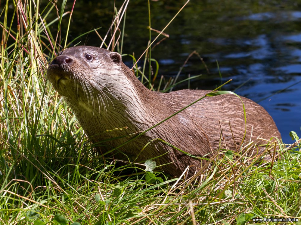 Otter-Zentrum-Hankensbuettel_042