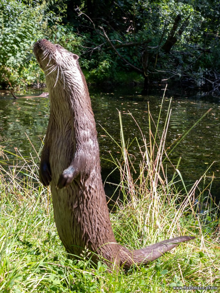 Otter-Zentrum-Hankensbuettel_043