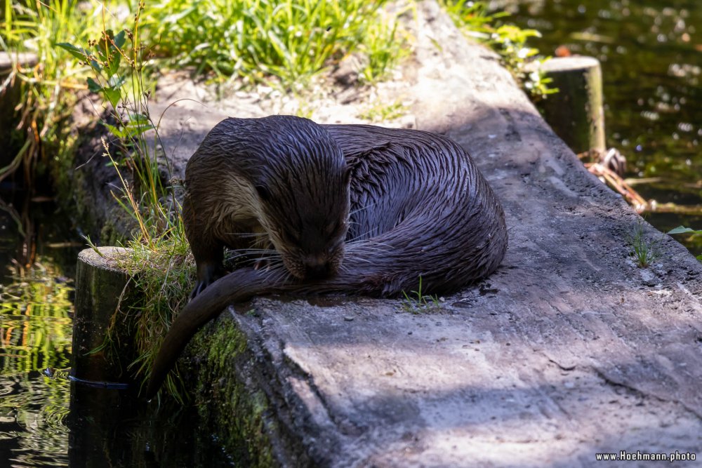 Otter-Zentrum-Hankensbuettel_044