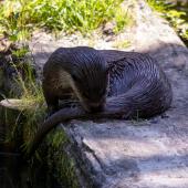 Otter-Zentrum-Hankensbuettel_044