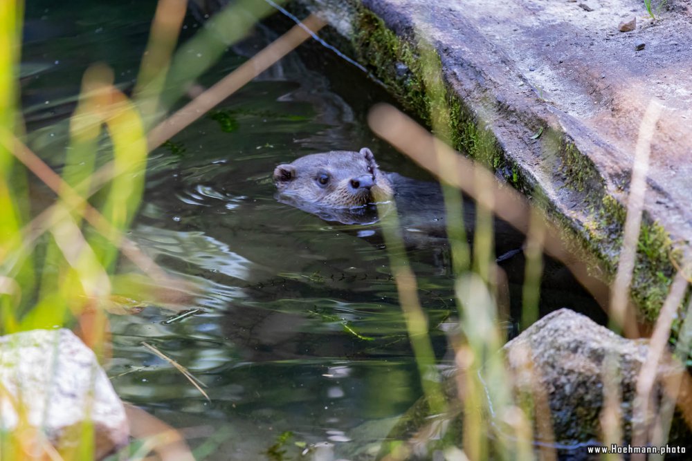 Otter-Zentrum-Hankensbuettel_045