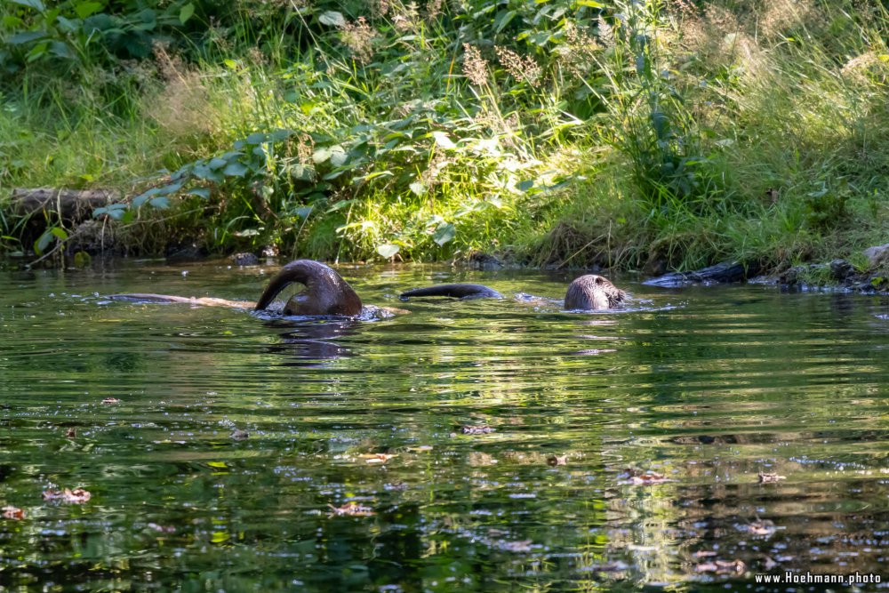 Otter-Zentrum-Hankensbuettel_046