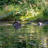 Otter-Zentrum-Hankensbuettel_046