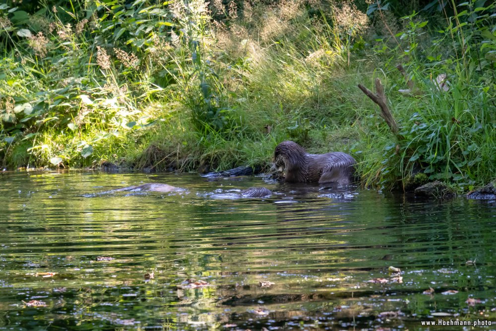 Otter-Zentrum-Hankensbuettel_047