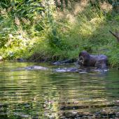 Otter-Zentrum-Hankensbuettel_047