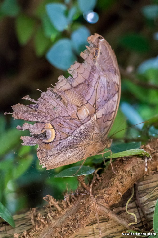 Schmetterling_Hamm_003