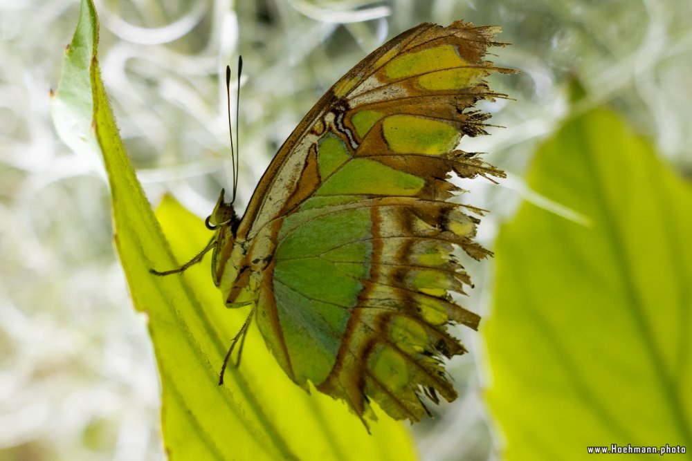 Schmetterling_Hamm_004