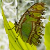 Schmetterling_Hamm_004