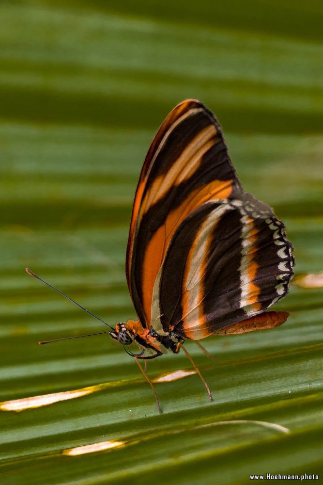 Schmetterling_Hamm_008