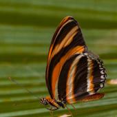 Schmetterling_Hamm_008