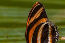 Schmetterlingshaus Hamm 13.08.2016