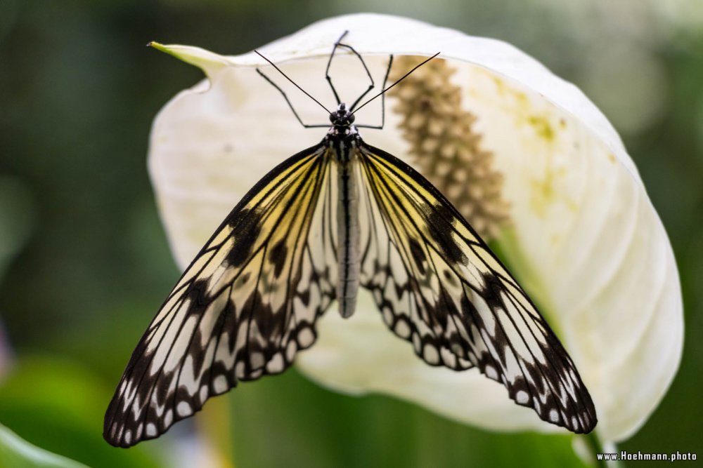 Schmetterling_Hamm_010