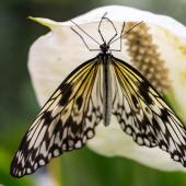 Schmetterling_Hamm_010