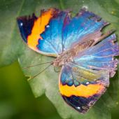 Schmetterling_Hamm_012