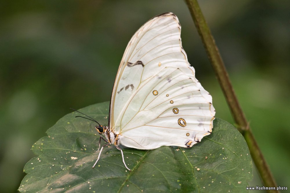 Schmetterling_Hamm_013