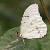 Schmetterling_Hamm_013