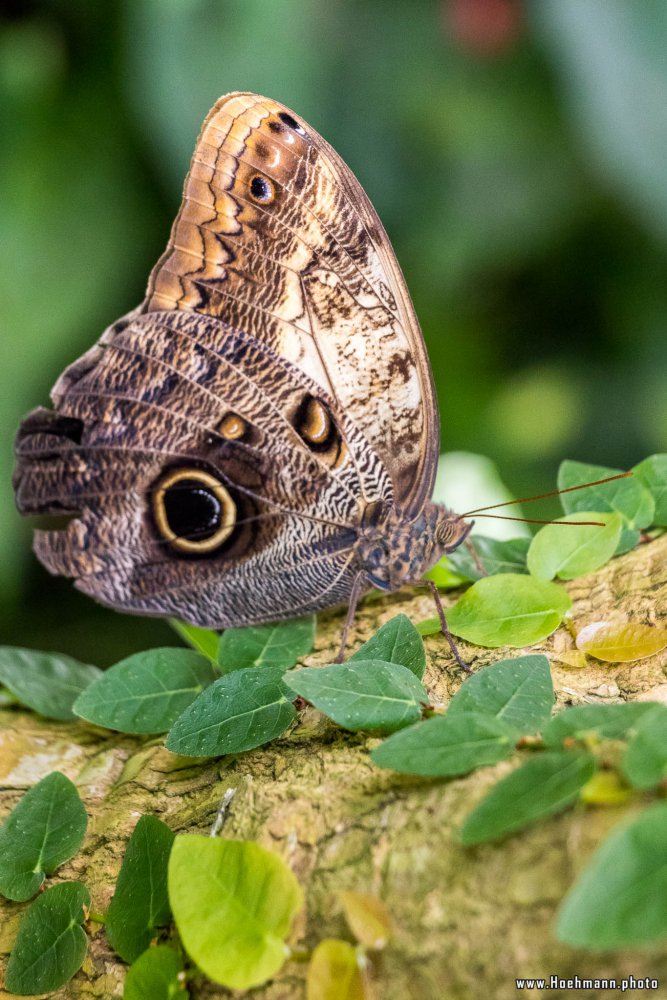 Schmetterling_Hamm_014