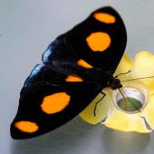 Schmetterling_Hamm_015