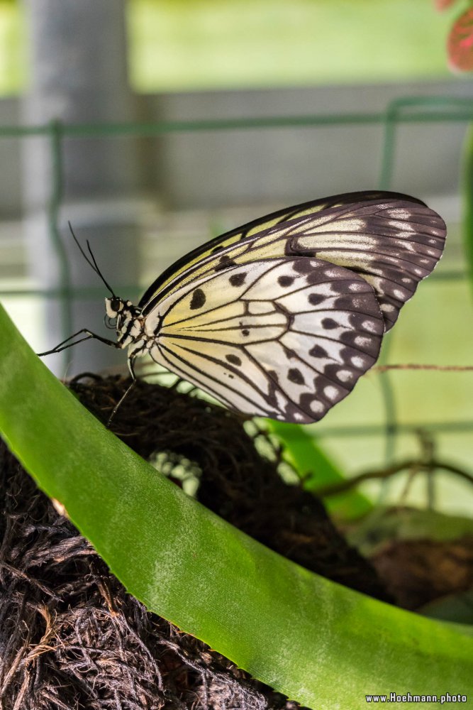 Schmetterling_Hamm_017