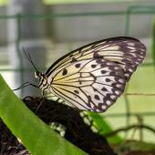 Schmetterling_Hamm_017