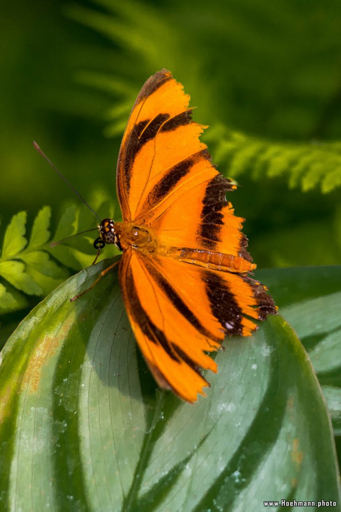 Schmetterling_Hamm_020