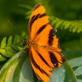 Schmetterling_Hamm_020