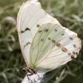 Schmetterling_Hamm_021