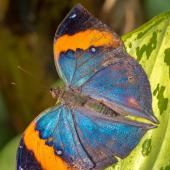 Schmetterling_Hamm_023