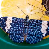 Schmetterling_Hamm_024