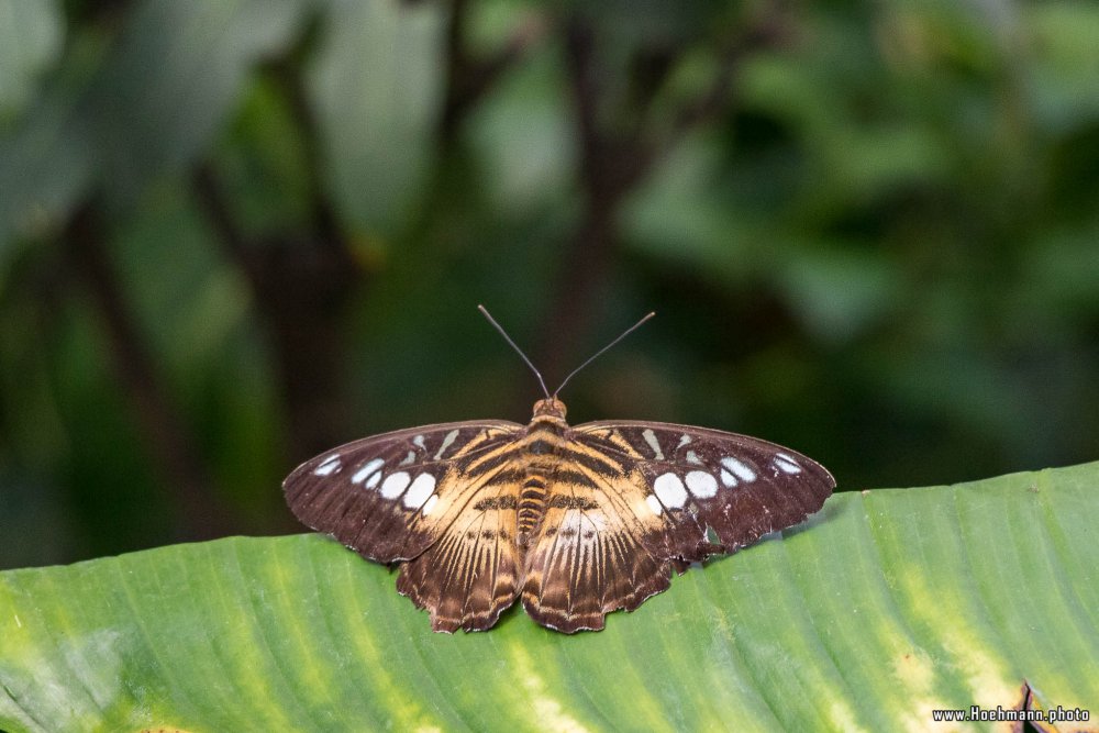 Schmetterling_Hamm_025