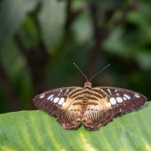 Schmetterling_Hamm_025