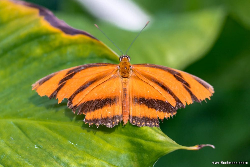 Schmetterling_Hamm_026