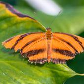 Schmetterling_Hamm_026